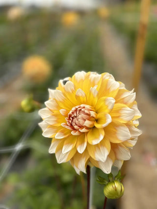 How Can Healing Flowers Improve Your Day-to-Day Life?