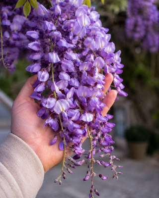 The Spiritual Meaning of Wisteria: Trusting Divine Timing, Love, and Graceful Growth