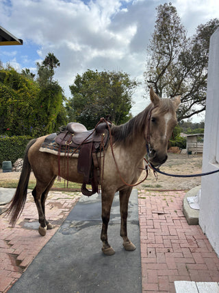 Magical Blooms Welcomes a New Family Member — Meet Flora!