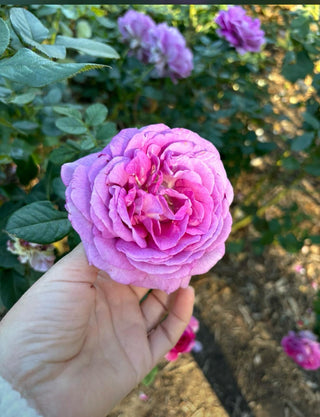 Choose Yourself: The Old-Fashioned Love Your Heart Deserves