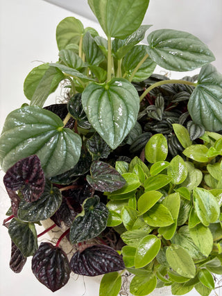 New Arrival: This Week’s Fresh Drop of Interior Plants &amp; Orchids