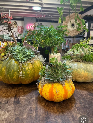 Pumpkin Succulents Are Officially in Season