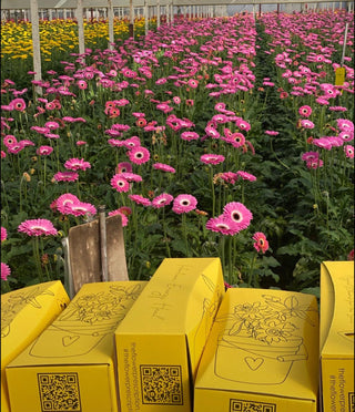 Fresh Flowers Shipped Nationwide by Jenny Barker – The Flower Doctor