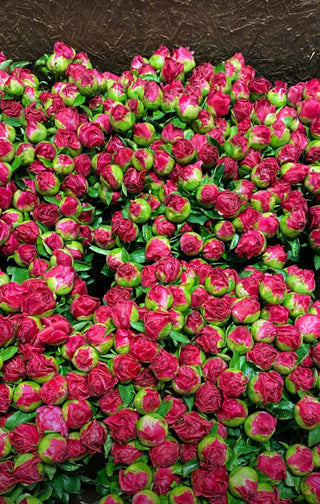 It’s Officially Peony Season: Thousands of Stems Arriving for Mother’s Day