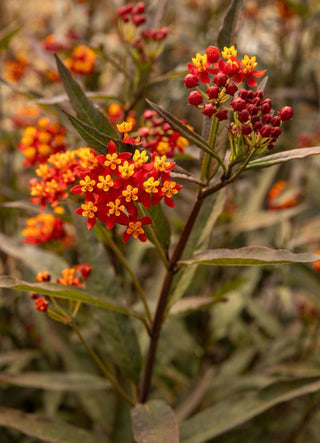 Why I Love Designing With These Flowers This Time of Year