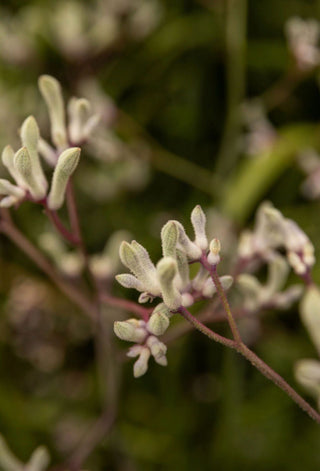 Why I Love Designing With Kangaroo Paws