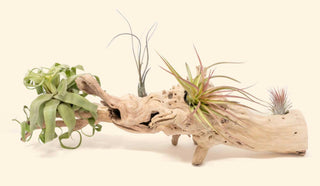 Jenny Barker The Flower Doctor Travels to Teach Tillandsia Air Plant Workshops