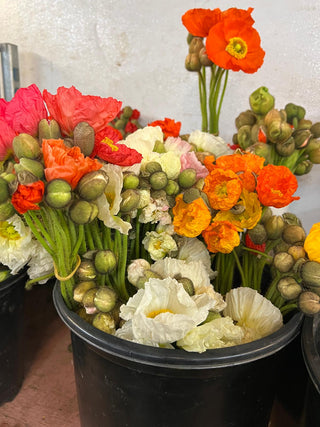 Fresh Flowers This Week: What’s In Season Right Now (Nationwide Shipping)