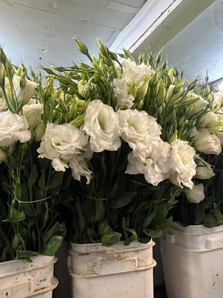 Why Flower Therapy Is the Most Beautiful Way to Feel Better