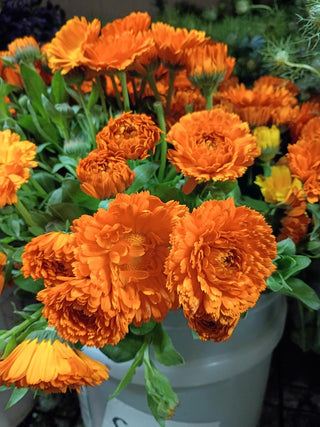 What’s Blooming From Our Farm This Week: Fresh Seasonal Flowers, Flower Energy & Farm-Direct Beauty