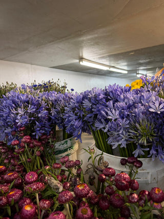 What’s Blooming From Our Farm This Week: Fresh Seasonal Flowers, Flower Energy & Farm-Direct Beauty