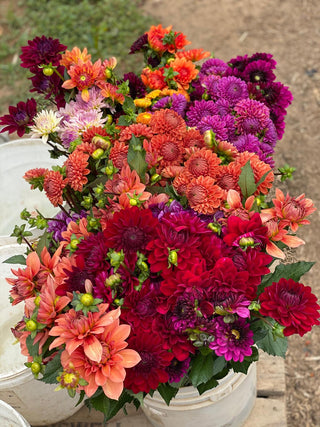 The Magic of Dahlias: The Ultimate Friendship Flower in Full Bloom Right Now