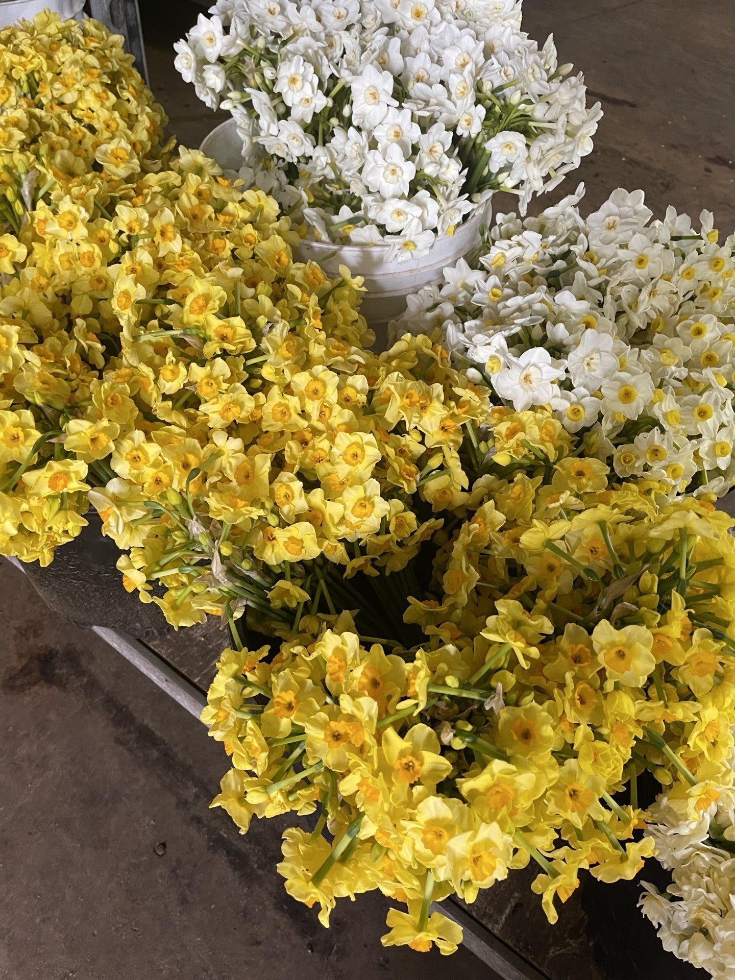 Spring Renewal with Daffodils: A Personal Story and Fresh Blooms for Y ...