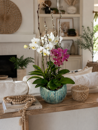 Modern Double Phalaenopsis Orchid Garden in Artisan Ceramic Bowl