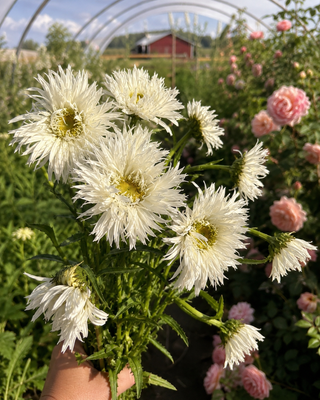 The Flower Prescription™