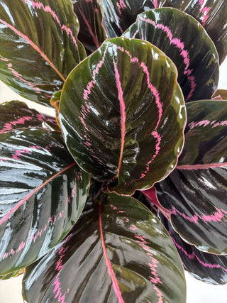 Calathea ‘Dottie’