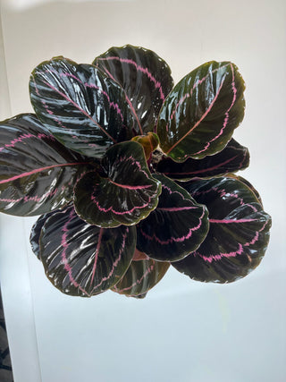 Calathea ‘Dottie’