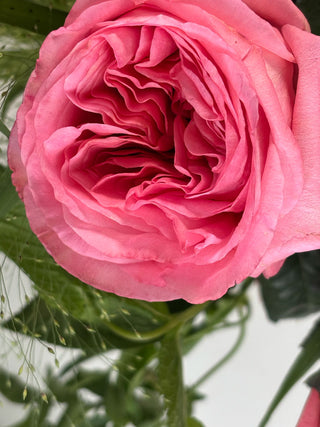 Blush Garden Rose Arrangement