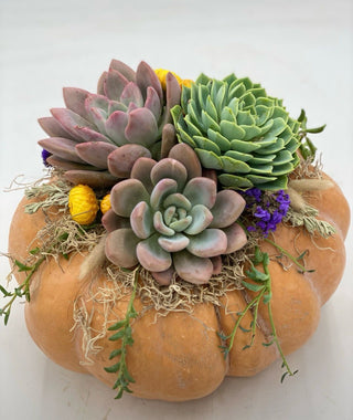 Pumpkin Succulent Class with Jenny at Magical Blooms