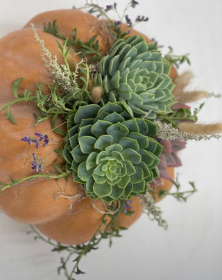 Pumpkin Succulent Class with Jenny at Magical Blooms