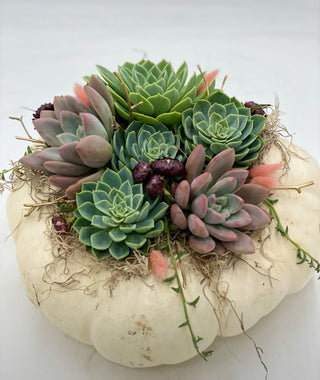 Pumpkin Succulent Class with Jenny at Magical Blooms