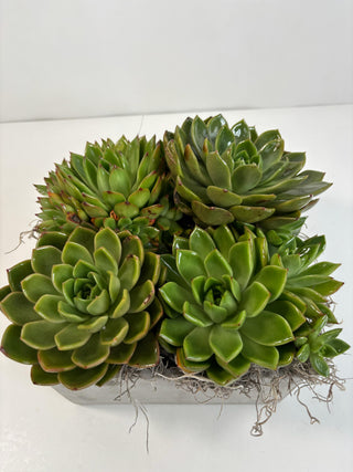 Modern Succulent Garden