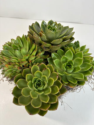 Modern Succulent Garden