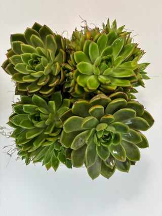 Modern Succulent Garden