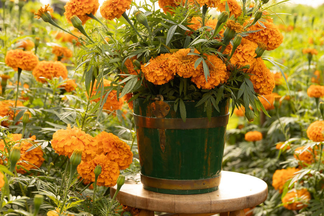 Prescript Flower The Flower Prescription – Jenny Barker The Flower Doctor