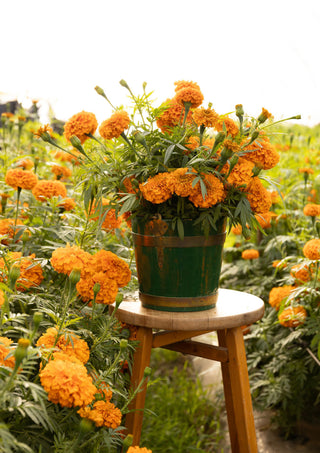 Prescript Flower The Flower Prescription – Jenny Barker The Flower Doctor
