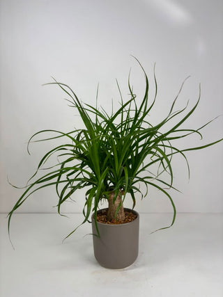 Ponytail Palm