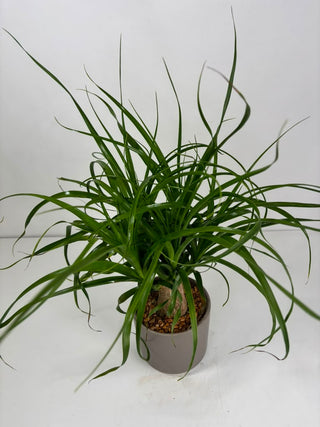 Ponytail Palm