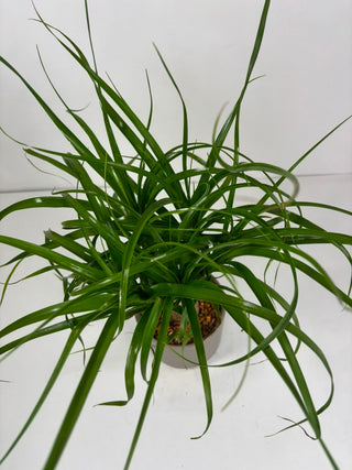 Ponytail Palm