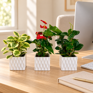 Designer’s Choice Plant Trio | Three Indoor Plants