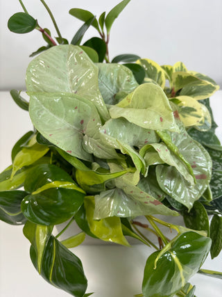 The Coffee Table Jungle