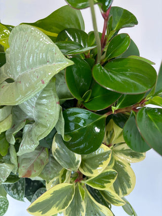 The Coffee Table Jungle
