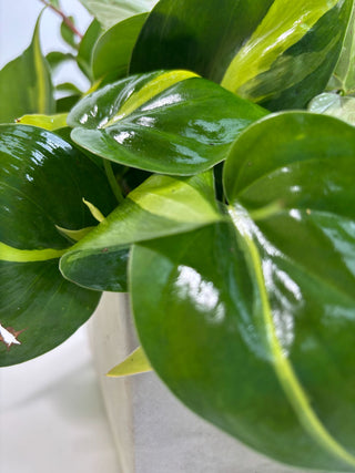 The Coffee Table Jungle