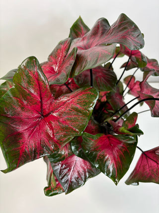 Heart of Fire Caladium in Designer Pot