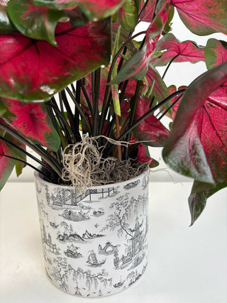 Heart of Fire Caladium in Designer Pot