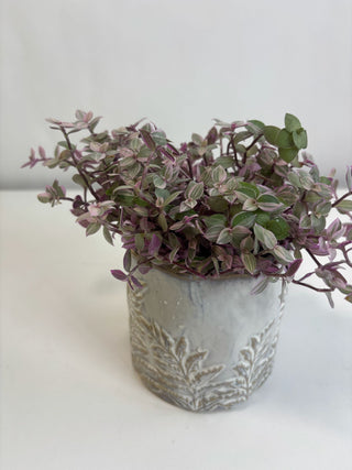 Mini Silver Sparkle Pilea