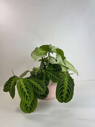 Desk Sanctuary Plant