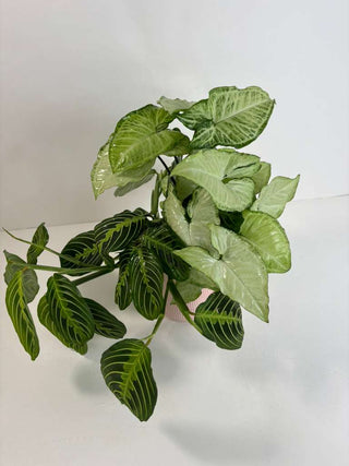 Desk Sanctuary Plant