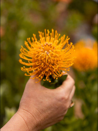 Flower RX: Thrive Mode – 7 Week Live Design & Energy Series