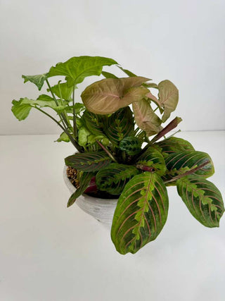Tropical Harmony Living Plant Bowl