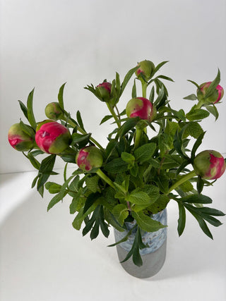 Peony Moment