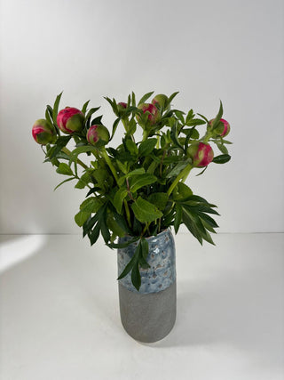 Peony Moment