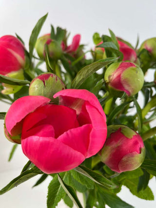 Coral Charm Peonies – 25 Stem Luxe Bundle