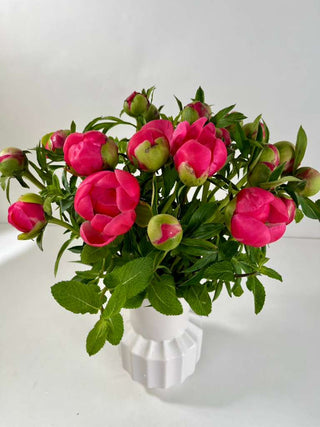 Coral Charm Peonies – 25 Stem Luxe Bundle