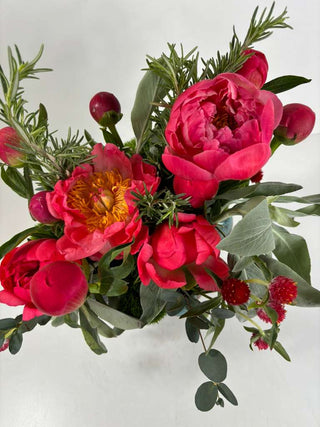 Plant Peony