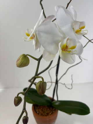 Morro Bay Orchid | Single Spike White Orchid in Terra Cotta
